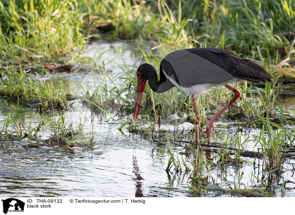 black stork / THA-09132