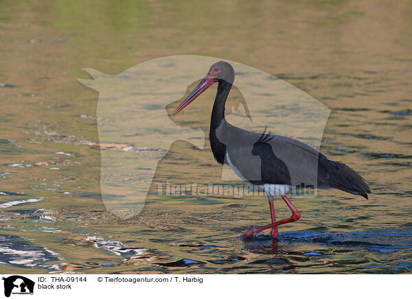 Schwarzstorch / black stork / THA-09144