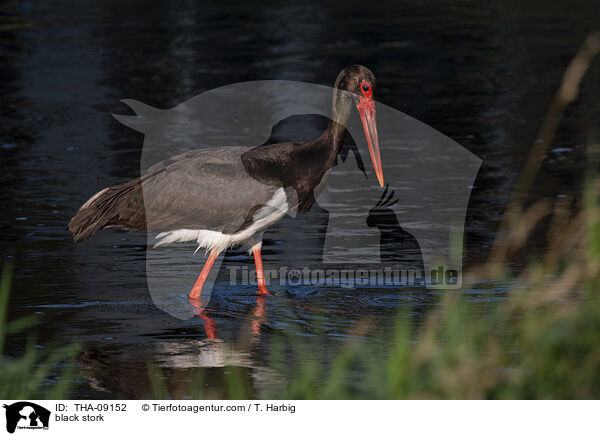 black stork / THA-09152