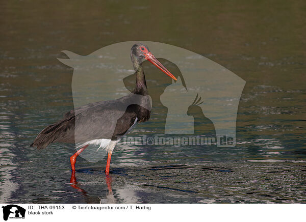black stork / THA-09153