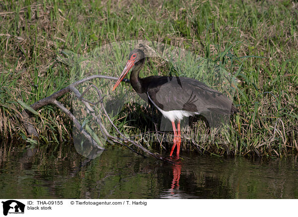 Schwarzstorch / black stork / THA-09155