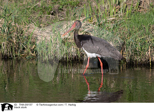 black stork / THA-09157