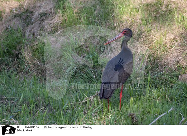 black stork / THA-09159