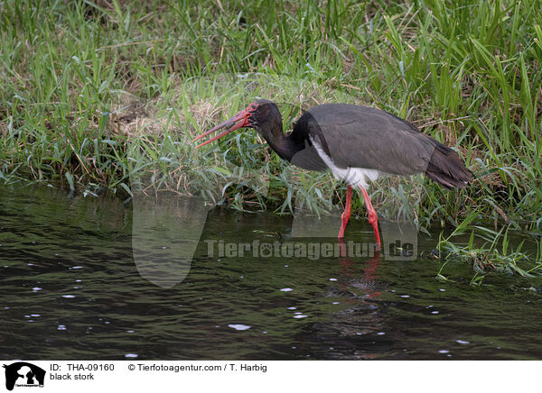 black stork / THA-09160