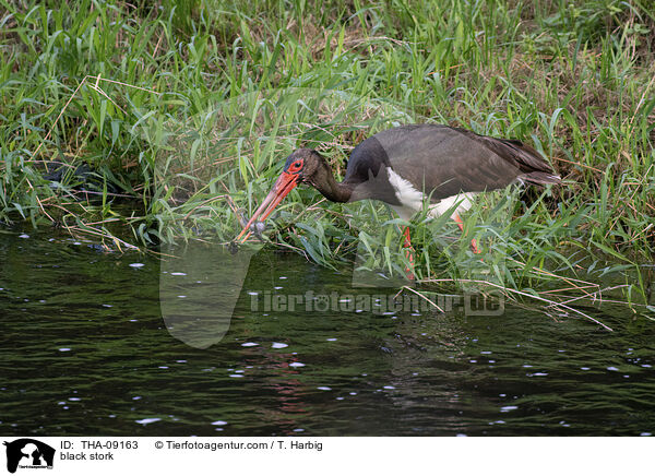 black stork / THA-09163