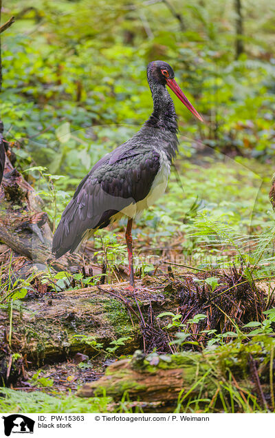 black stork / PW-15363