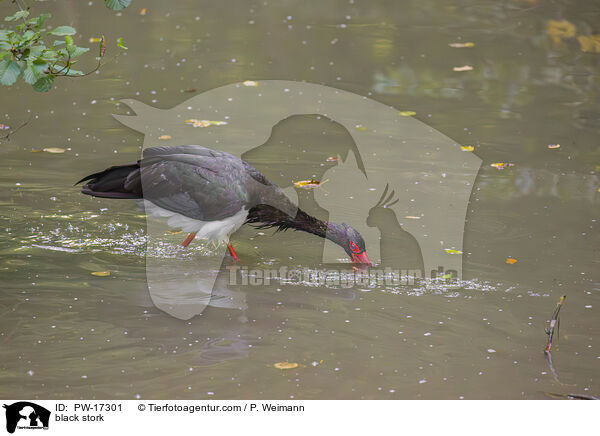 Schwarzstorch / black stork / PW-17301