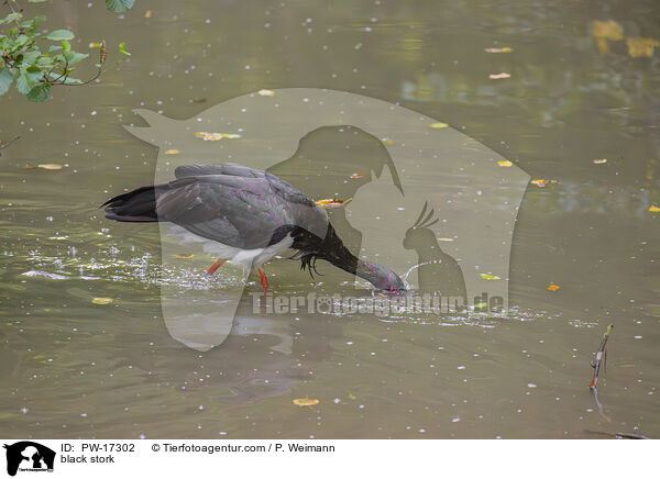 black stork / PW-17302