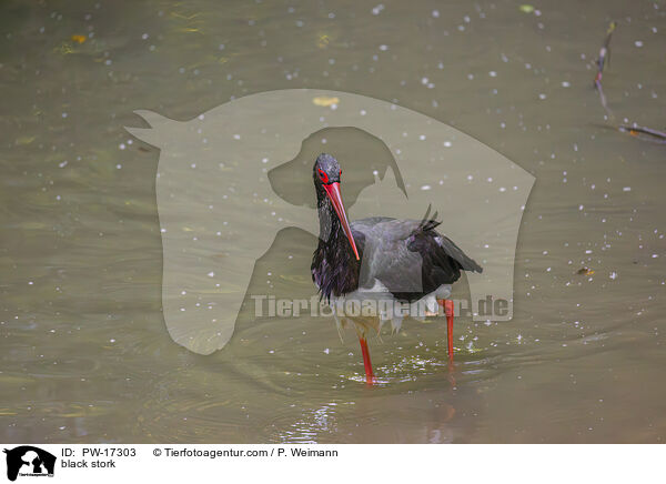 black stork / PW-17303