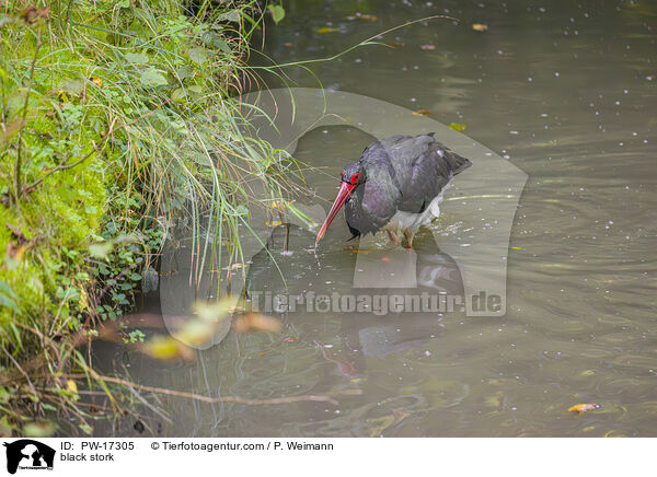 Schwarzstorch / black stork / PW-17305