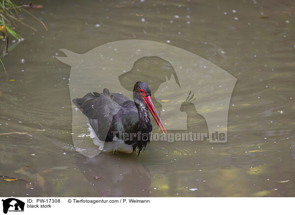 black stork / PW-17308
