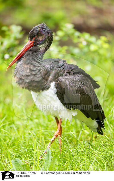 Schwarzstorch / black stork / DMS-14697
