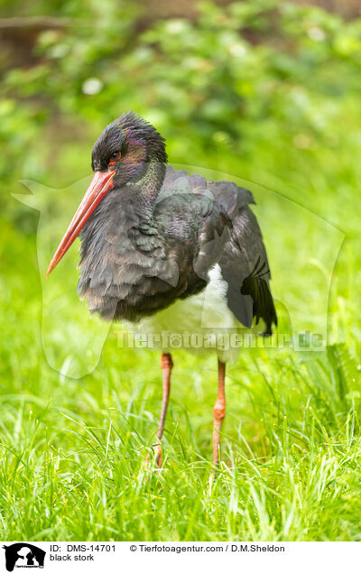 Schwarzstorch / black stork / DMS-14701