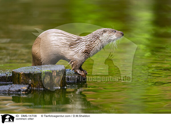 Eurasicher Fischotter / common otter / DMS-14708