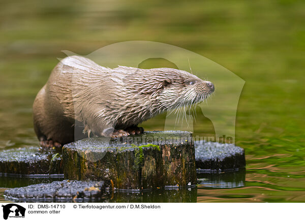 Eurasicher Fischotter / common otter / DMS-14710