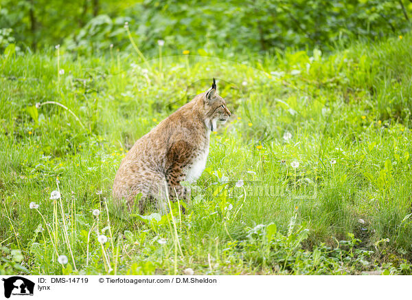 Luchs / lynx / DMS-14719