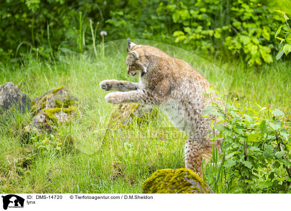 Luchs / lynx / DMS-14720