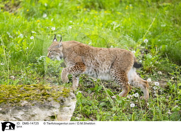 Luchs / lynx / DMS-14725