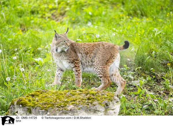 Luchs / lynx / DMS-14726