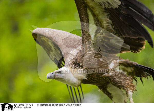 Gnsegeier / Griffon vulture / DMS-14728