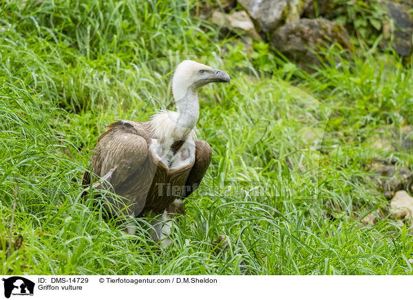 Gnsegeier / Griffon vulture / DMS-14729