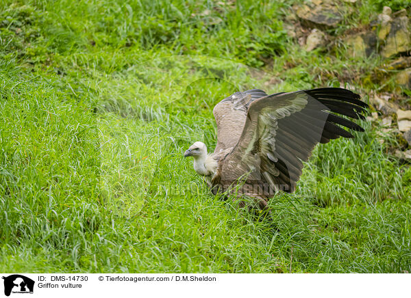 Gnsegeier / Griffon vulture / DMS-14730