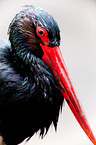 black stork