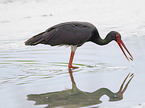 standing Black Stork