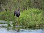 walking Black Stork