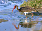 walking Black Stork