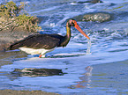 Black Stork