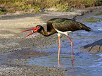 walking Black Stork