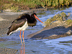 standing Black Stork
