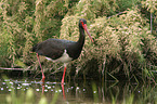 walking Black Stork