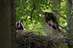 standing Black Storks