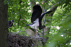 standing Black Storks