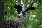 standing Black Storks