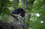 standing Black Stork