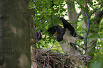 standing Black Storks