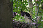 standing Black Storks