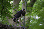 standing Black Stork
