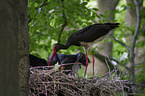 standing Black Storks