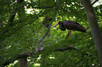 standing Black Stork