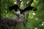 standing Black Stork