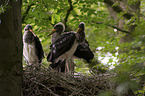 standing Black Storks