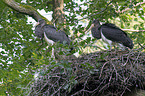 standing Black Storks