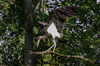 standing Black Stork