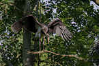 standing Black Stork