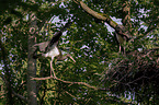 standing Black Storks