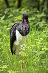 black stork